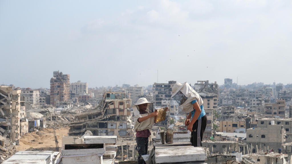 Gaza's beekeepers are rebuilding their livelihoods amid the ruins of war