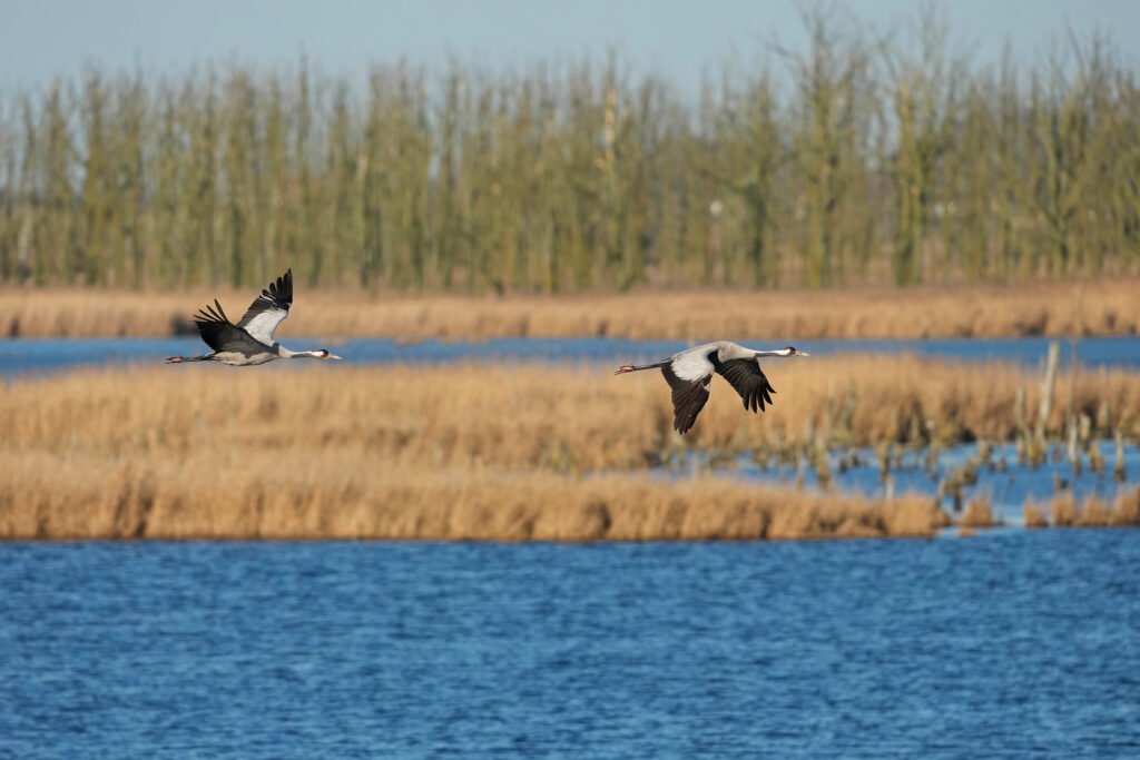 Revealing Europe’s Most Critical Wetlands