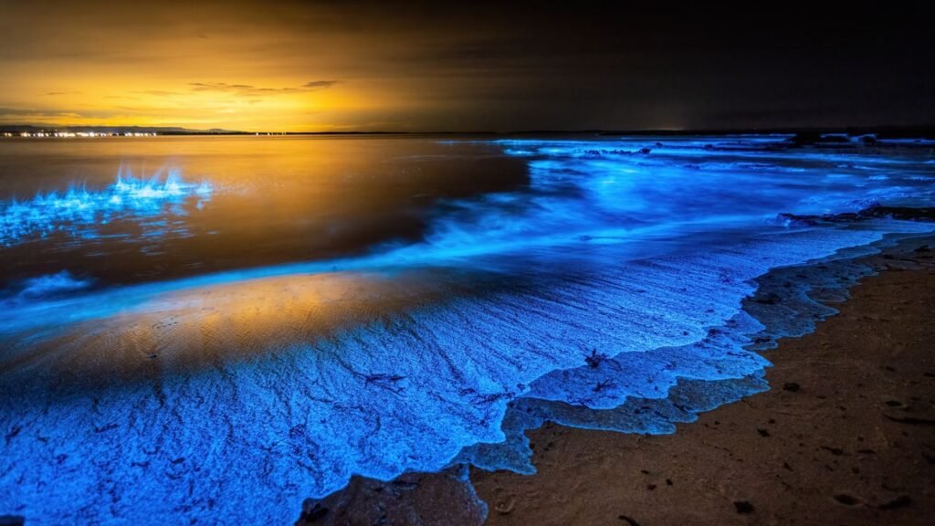 For Starry Waters and Tiny Glowing Squids, Head to These Best Places to See Bioluminescence