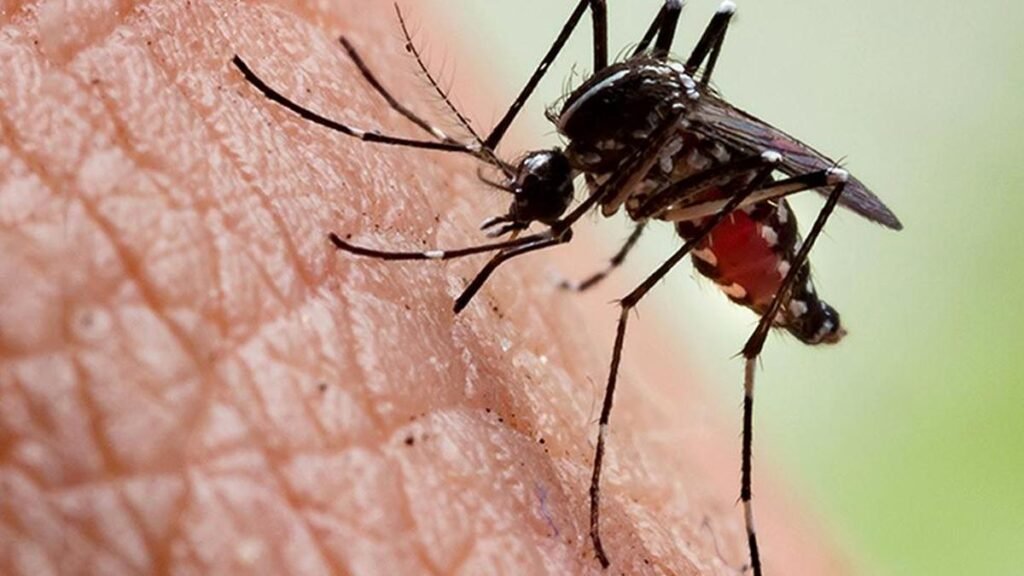 Spurt in chikungunya cases highlights need to check vector population