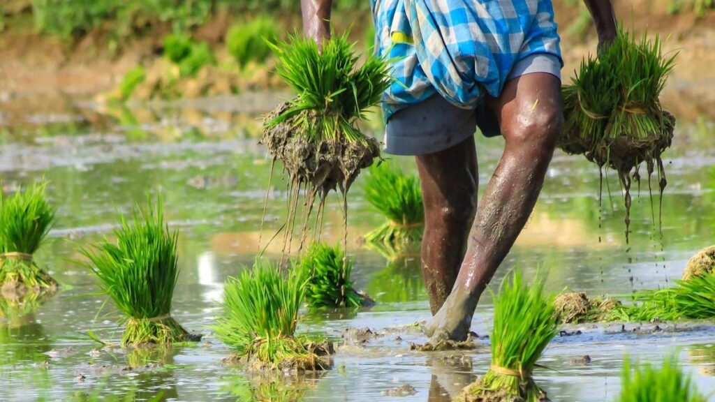 Leptospirosis mortality spirals up in Kerala