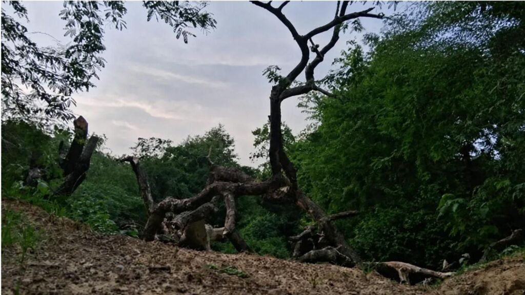 India’s first night safari project needs relook, Supreme Court panel told | India News