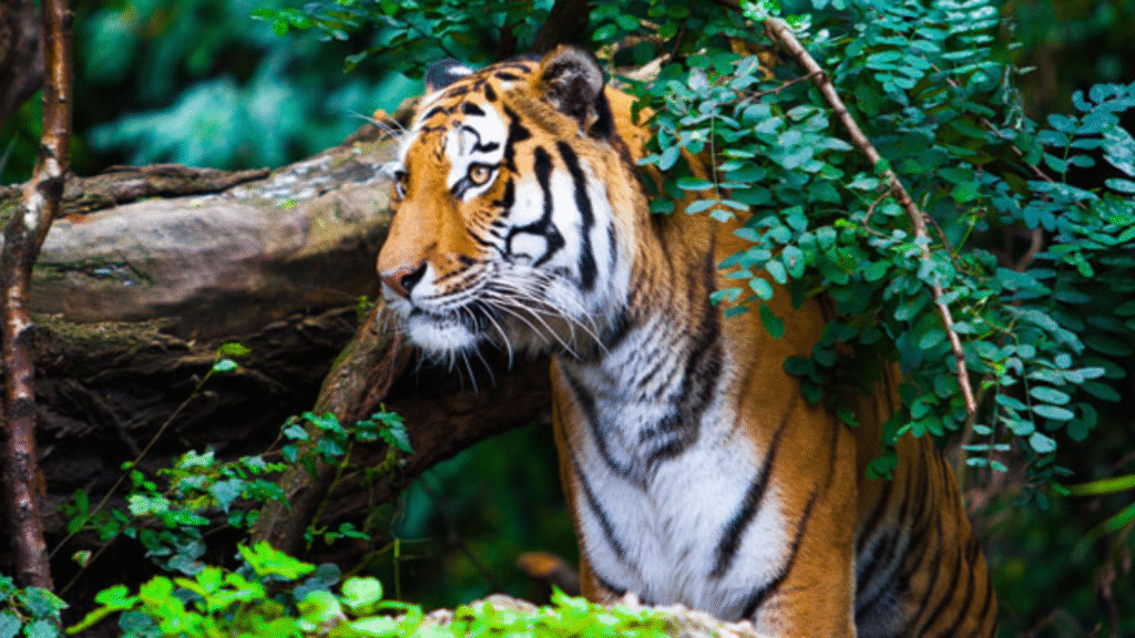 Beyond Zeenat: Inside Odisha’s next tiger translocation | India News