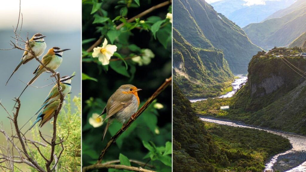 Birdwatching Is Only Getting More Popular—Here Are the 11 Best Places to Experience It