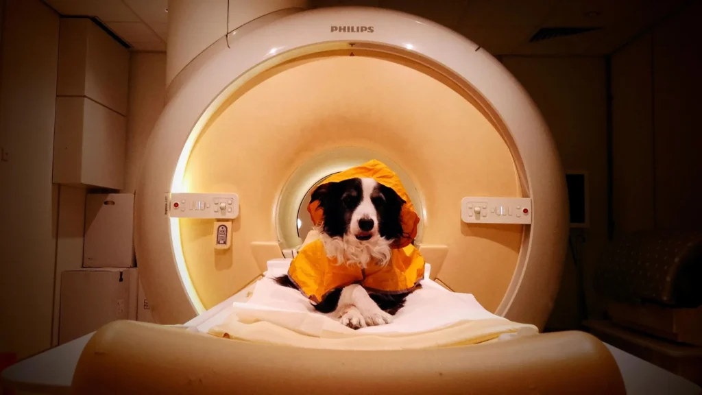 Dogs can tell fear from sadness — and scientists saw it in their brains