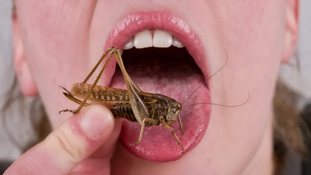 Your dislike of eating bugs may be 9,000 years old