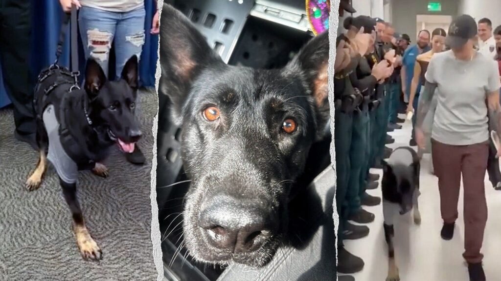 K-9 Ace the German shepherd returns to Polk County Sheriff’s Office