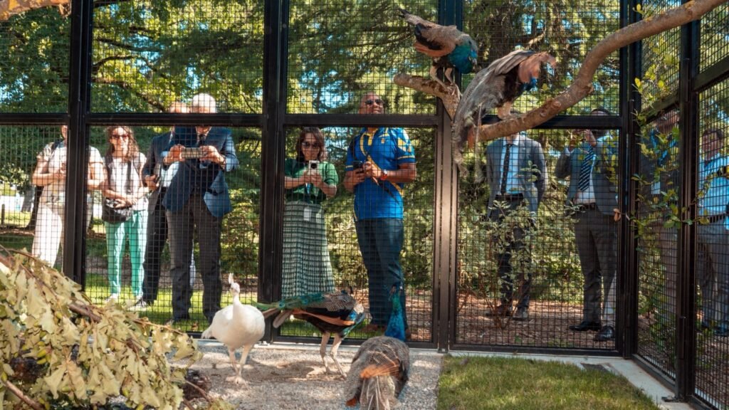 Why five Indian peacocks are strutting on the UN grounds in Geneva | India News