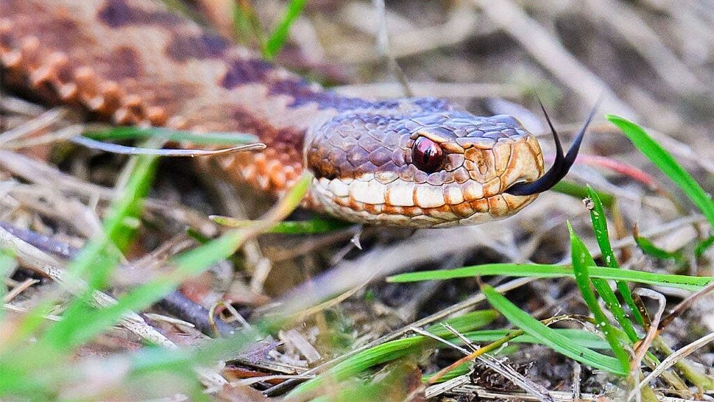 High school football player practices with venomous snake hiding inside helmet before coach’s discovery